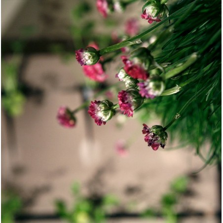 Vaso in terracotta  Ortovaso Attico - Laboratorio San Rocco