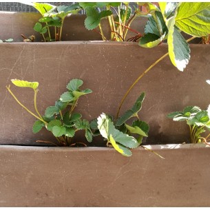 Vaso in terracotta  Ortovaso Biattico - Laboratorio San Rocco