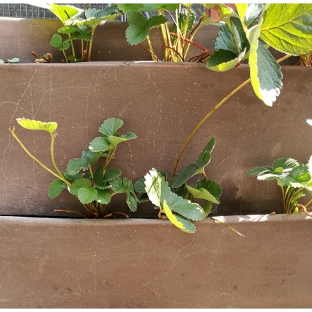 Vaso in terracotta  Ortovaso Biattico - Laboratorio San Rocco